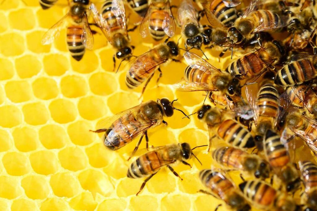Le miel permettrait de faire circuler l'information à la vitesse du cerveau humain