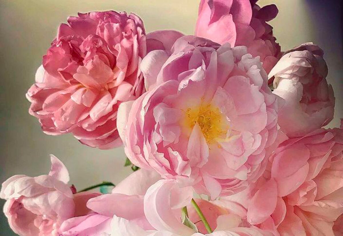 "Roses from My Garden", de Nick Knight.