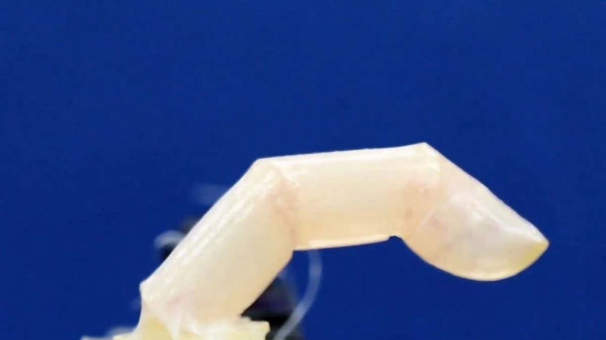 Un doigt robotique couvert de peau "bio-hybride".