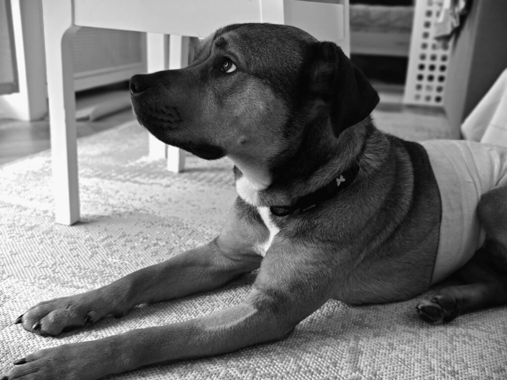 portrait chien noir et blanc