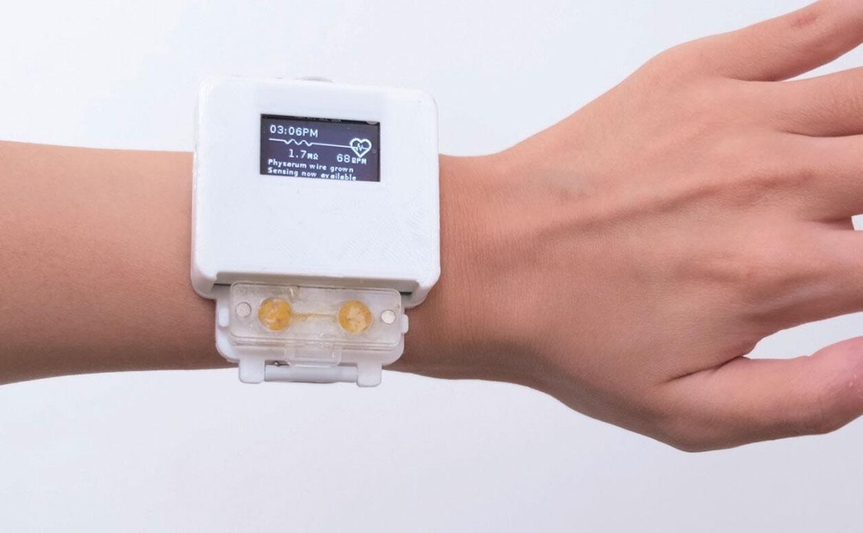 Une montre intelligente qui fonctionne avec un être vivant ? Cela existe, mais encore en prototype. 