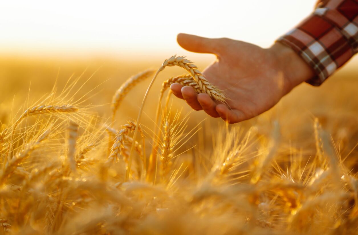 5 livres à lire pour mieux comprendre le monde agricole et la ruralité