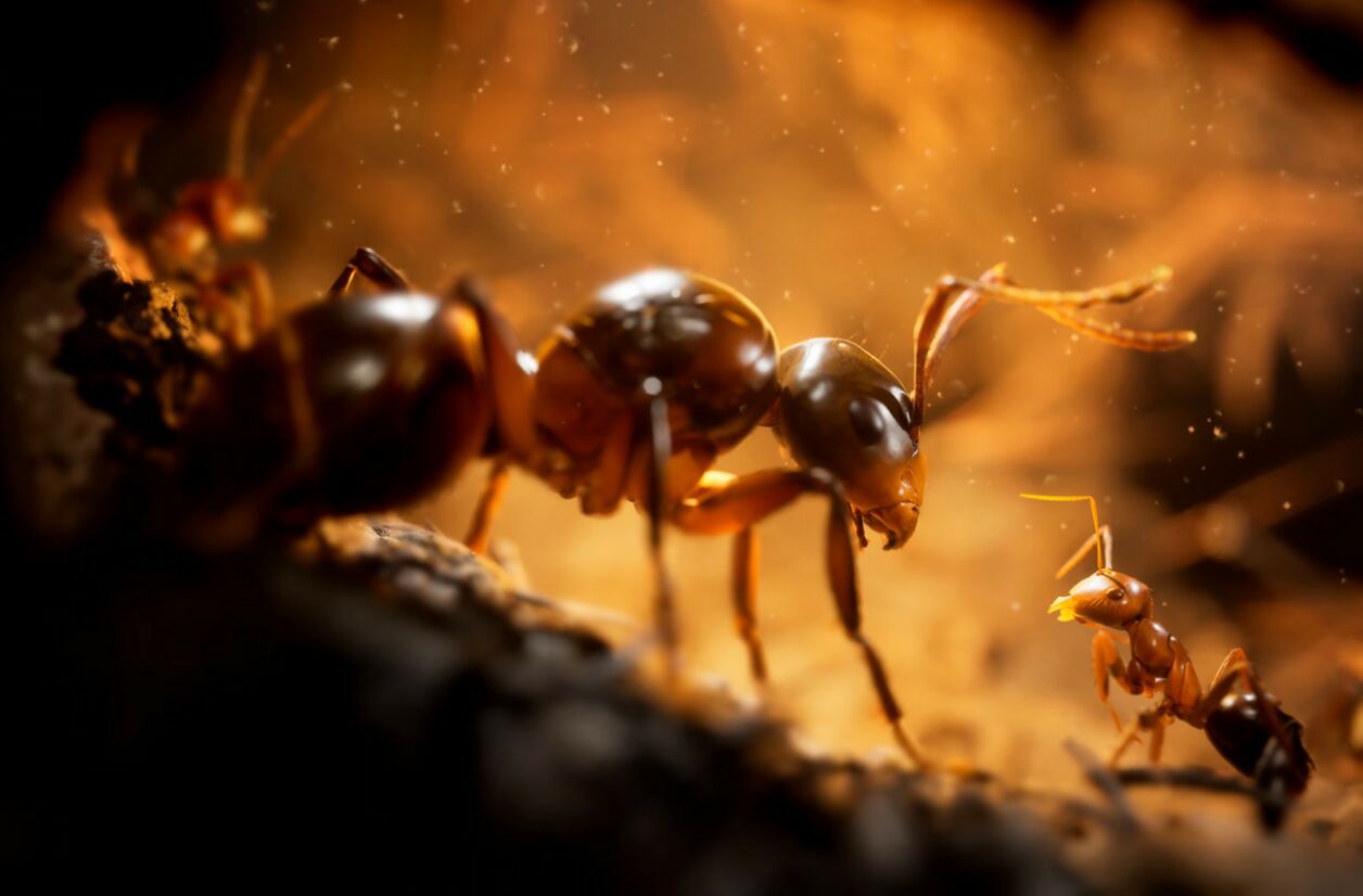 "Les Fourmis", disponible dès le 7 novembre.