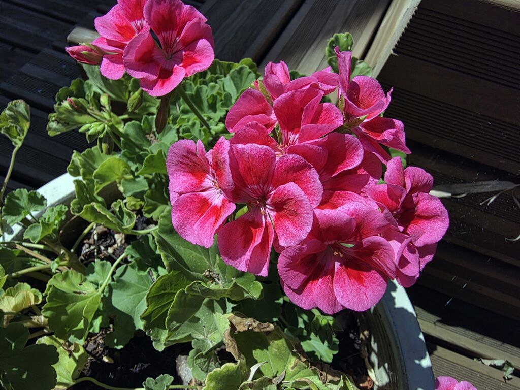 Samsung Galaxy Z Fold 7