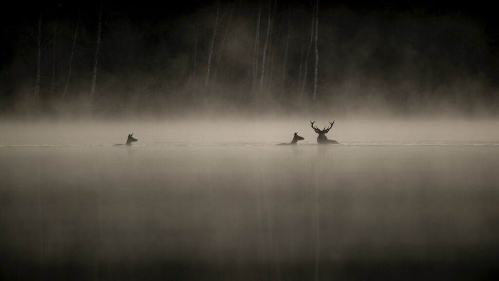 Après La panthère des neiges, Vincent Munier de retour avec Le chant des forêts