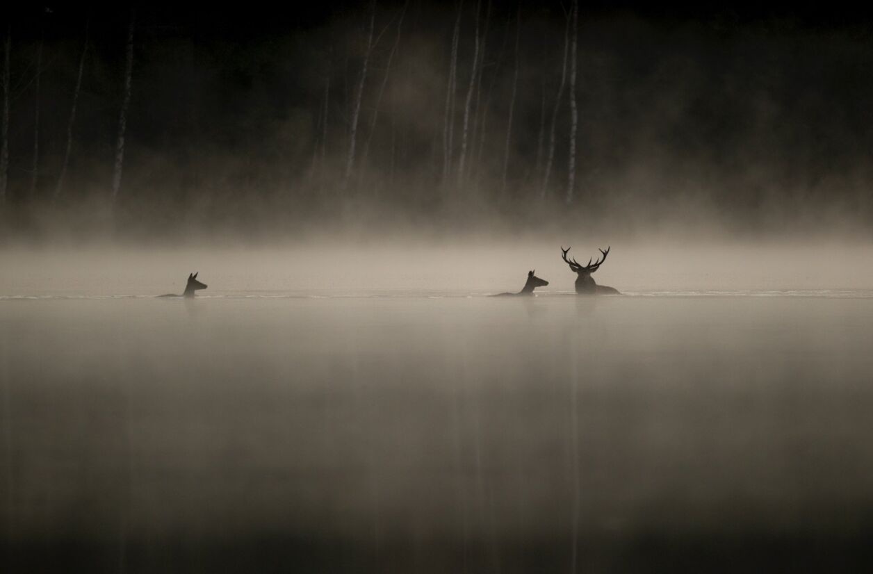“Le chant des forêts”.