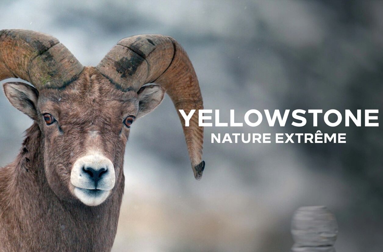 “Yellowstone, nature extrême”, rediffusée sur Arte le 30 décembre 2025.