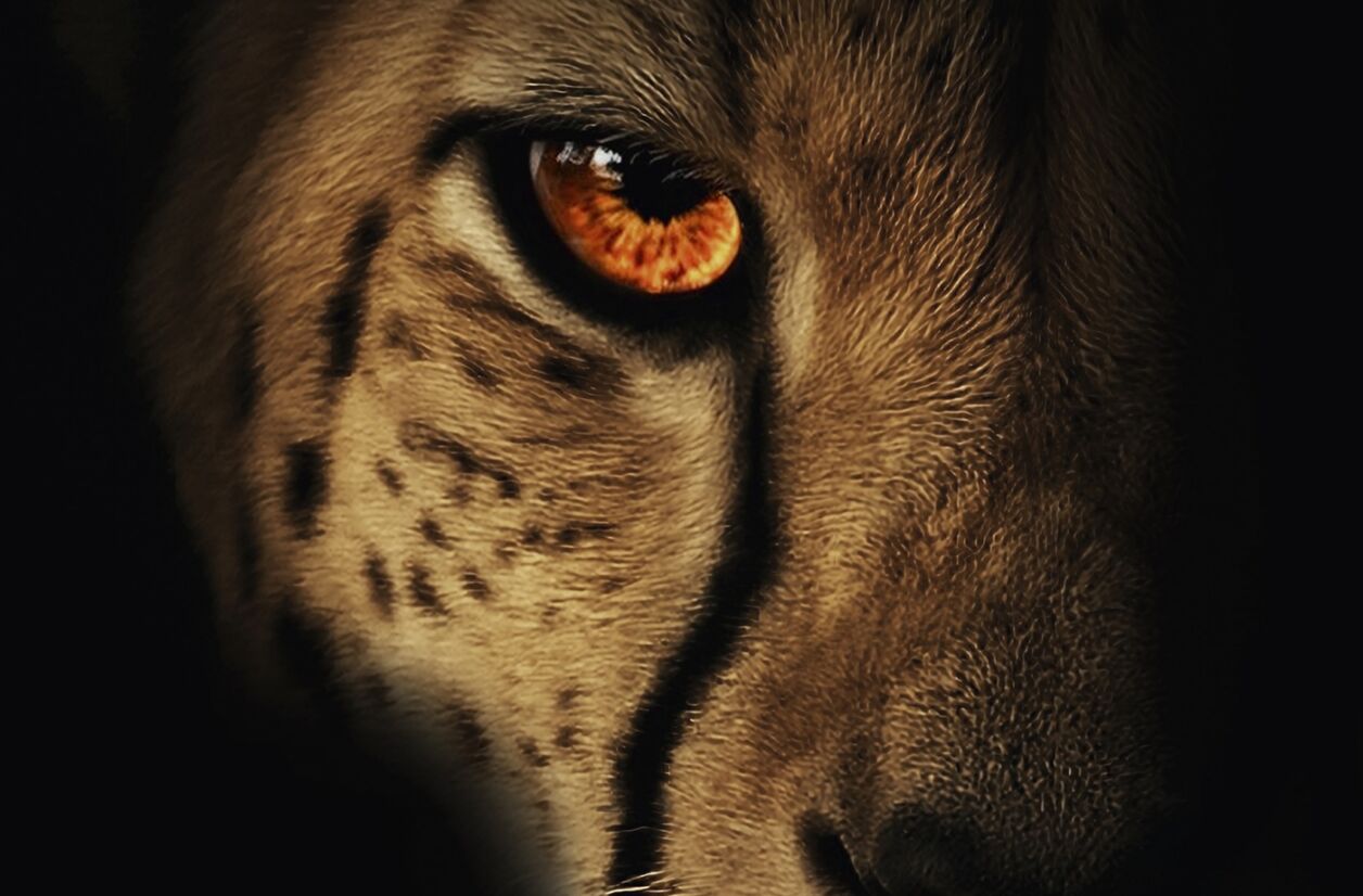 “Fauves”, de Mélissa Da Costa.