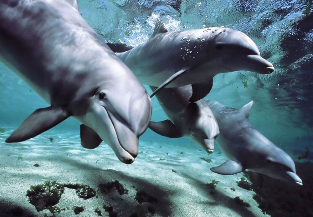 Parler avec les dauphins, bientôt possible grâce à l’intelligence artificielle ?